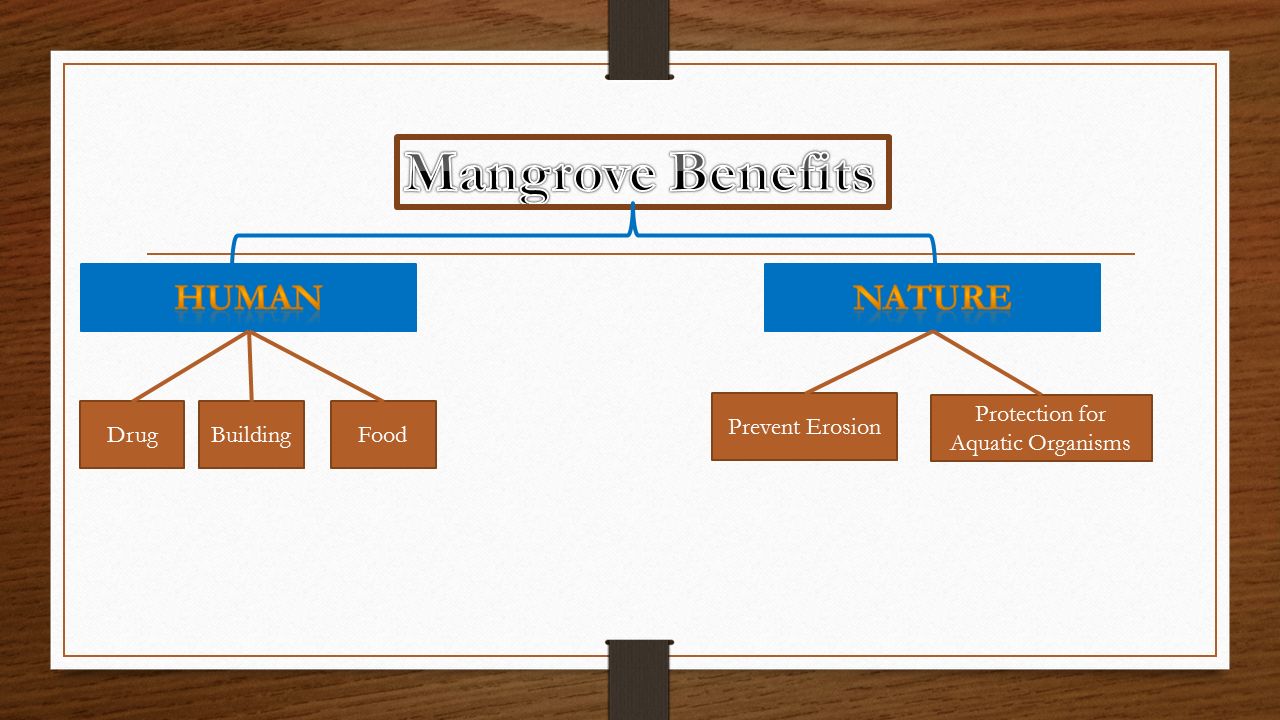 DrugBuildingFood Prevent Erosion Protection for Aquatic Organisms