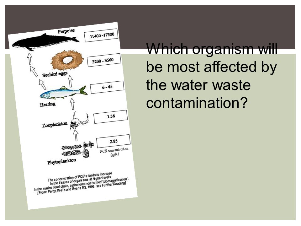 Which organism will be most affected by the water waste contamination