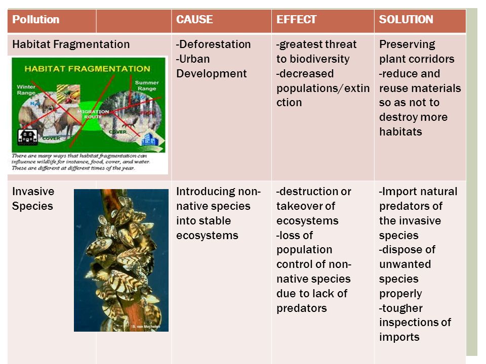PollutionCAUSEEFFECTSOLUTION Habitat Fragmentation-Deforestation -Urban Development -greatest threat to biodiversity -decreased populations/extin ction Preserving plant corridors -reduce and reuse materials so as not to destroy more habitats Invasive Species Introducing non- native species into stable ecosystems -destruction or takeover of ecosystems -loss of population control of non- native species due to lack of predators -Import natural predators of the invasive species -dispose of unwanted species properly -tougher inspections of imports