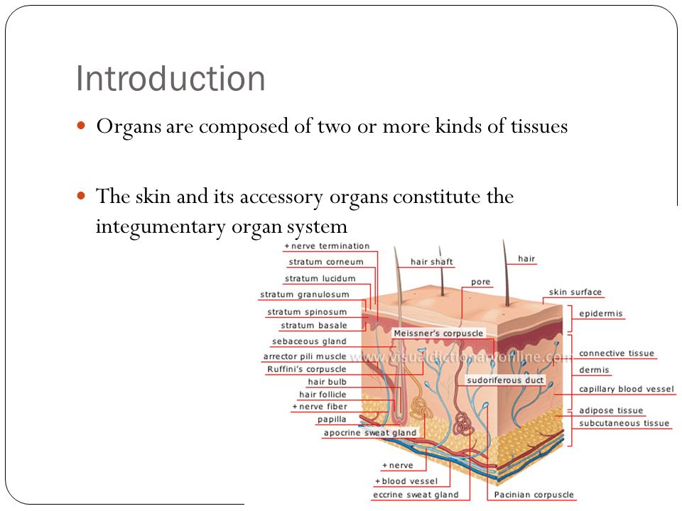 Chapter 6 Skin Integumentary System Introduction Organs Are Composed Of Two Or More Kinds Of Tissues The Skin And Its Accessory Organs Constitute The Ppt Download