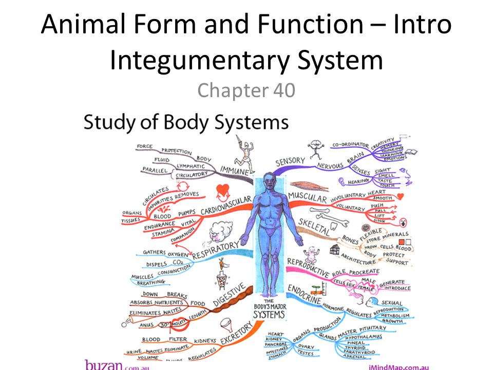 Animal Form And Function Intro Integumentary System Chapter Ppt Download