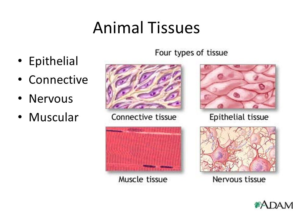 Animal Form and Function – Intro Integumentary System Chapter ppt download
