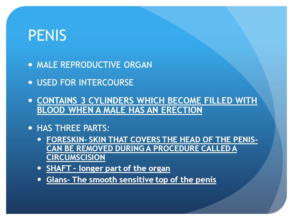 PENIS MALE REPRODUCTIVE ORGAN USED FOR INTERCOURSE CONTAINS 3 CYLINDERS WHICH BECOME FILLED WITH BLOOD WHEN A MALE HAS AN ERECTION HAS THREE PARTS: FORESKIN- SKIN THAT COVERS THE HEAD OF THE PENIS- CAN BE REMOVED DURING A PROCEDURE CALLED A CIRCUMSCISION SHAFT – longer part of the organ Glans- The smooth sensitive top of the penis