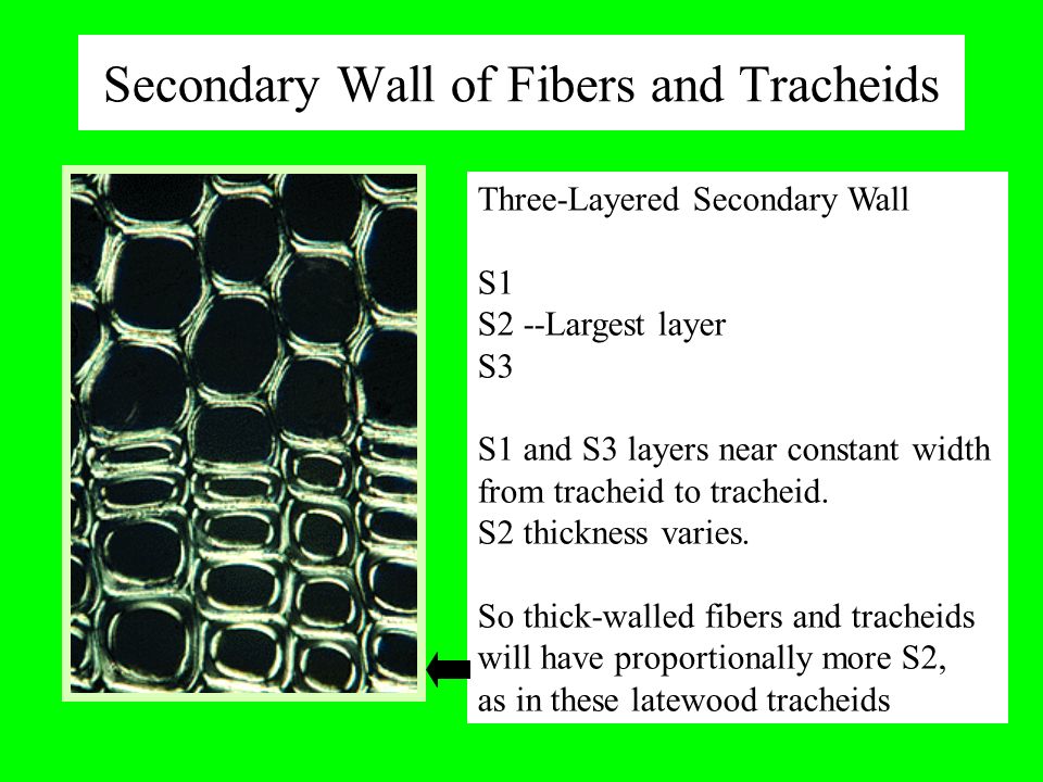 S2 Lumen Primary Wall Secondary Wall -- S1, S2, S3 Primary very thin and present when cells enlarging. Microfibrils randomly arranged. - ppt download
