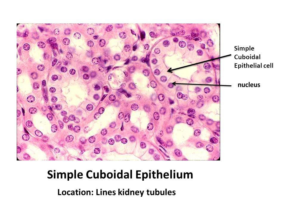 Histology Lab.1 Epithelium. Simple Squamous Epithelium Location : Air sacs  Simple Squamous Epithelial cell nucleus. - ppt download