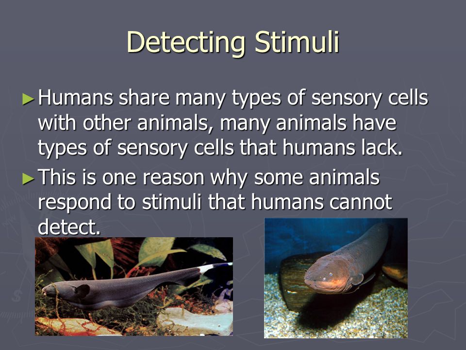 Animal Systems 2: Response Chapter How do animals respond to events around  them? ▻ Most animals have a special nervous system to respond to events. -  ppt download