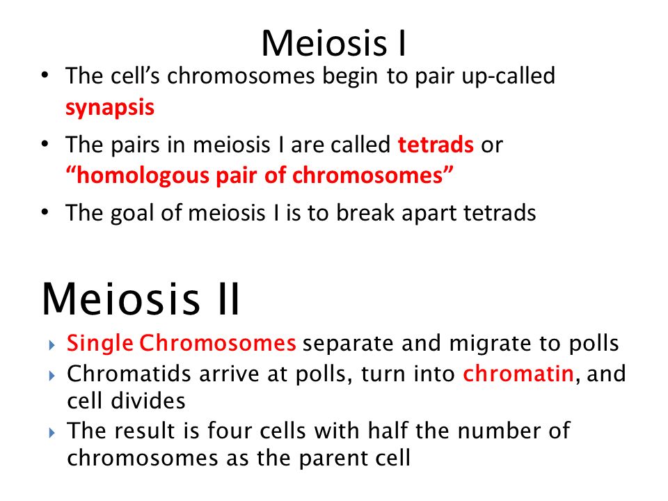 Meiosis I The cell’s chromosomes begin to pair up-called synapsis The pairs in meiosis I are called tetrads or homologous pair of chromosomes The goal of meiosis I is to break apart tetrads Meiosis II  Single Chromosomes separate and migrate to polls  Chromatids arrive at polls, turn into chromatin, and cell divides  The result is four cells with half the number of chromosomes as the parent cell