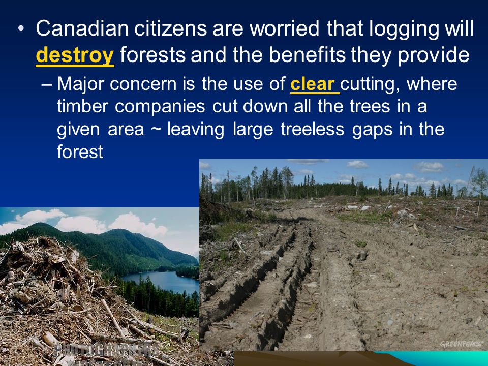 Canadian citizens are worried that logging will destroy forests and the benefits they provide –Major concern is the use of clear cutting, where timber companies cut down all the trees in a given area ~ leaving large treeless gaps in the forest
