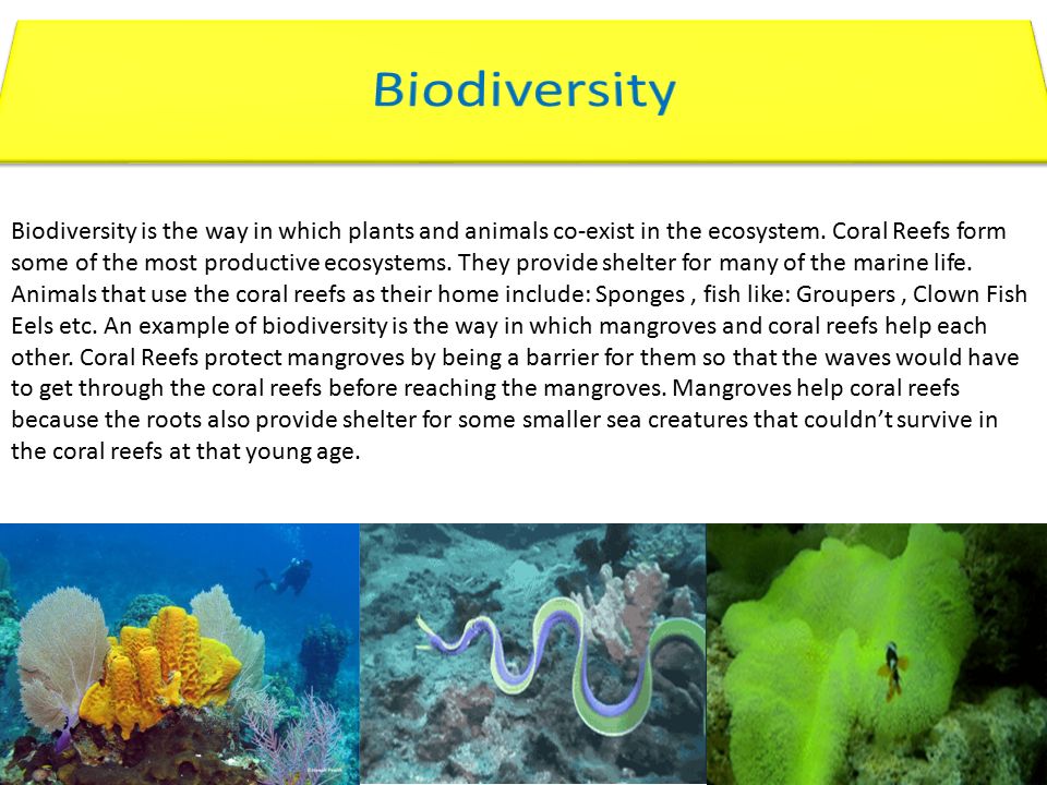 Biodiversity is the way in which plants and animals co-exist in the  ecosystem. Coral Reefs form some of the most productive ecosystems. They  provide shelter. - ppt download