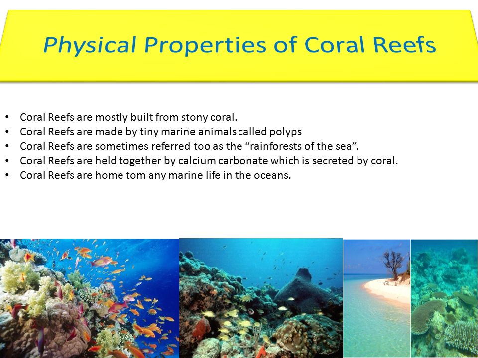 Biodiversity is the way in which plants and animals co-exist in the  ecosystem. Coral Reefs form some of the most productive ecosystems. They  provide shelter. - ppt download