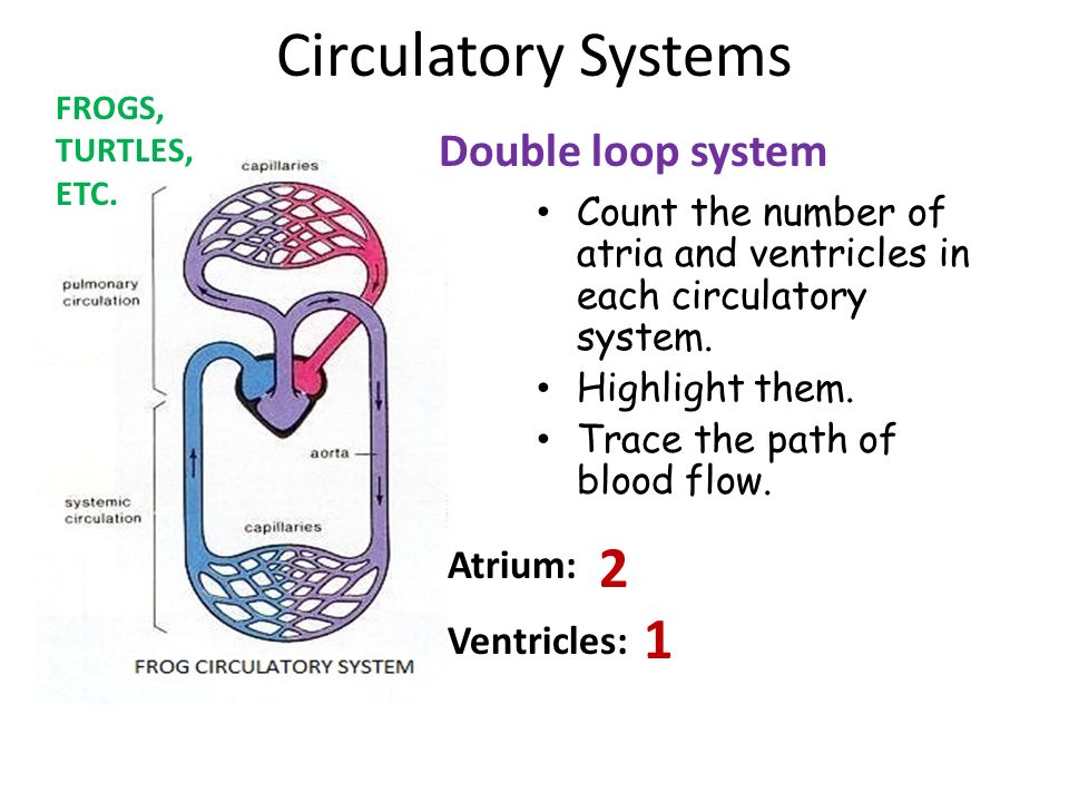 Single loop circulatory system