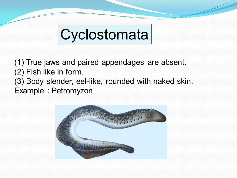 class cyclostomata