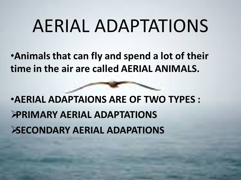 AERIAL ADAPTATIONS  KUMAR. AERIAL ADAPTATIONS Animals that can fly  and spend a lot of their time in the air are called AERIAL ANIMALS. AERIAL.  - ppt download