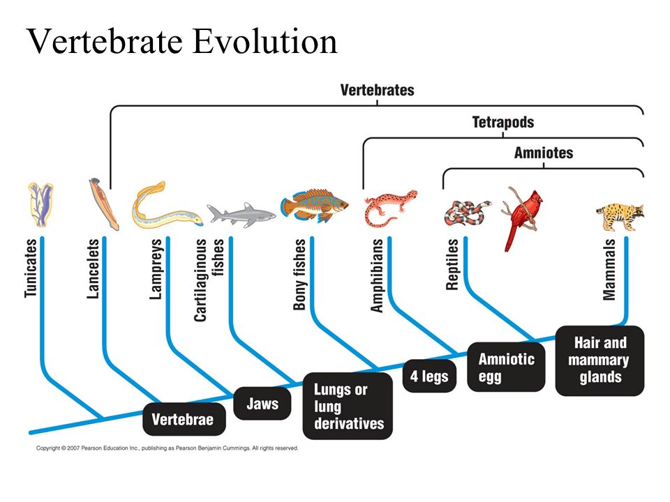 System animal. Vertebrata. Почтовая система Evolution. Vertebrata.ppt. Сильнейшая система эволюции 22.