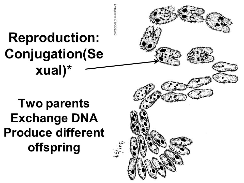Reproduction: Conjugation(Se xual)* Two parents Exchange DNA Produce different offspring