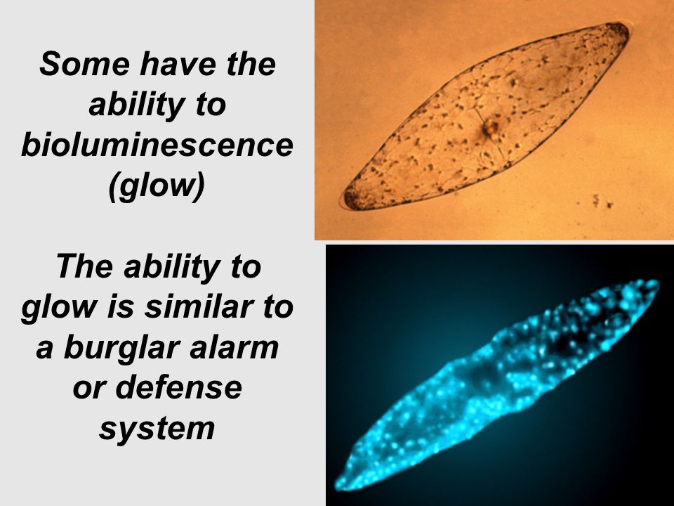 Some have the ability to bioluminescence (glow) The ability to glow is similar to a burglar alarm or defense system