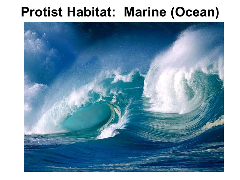 Protist Habitat: Marine (Ocean)