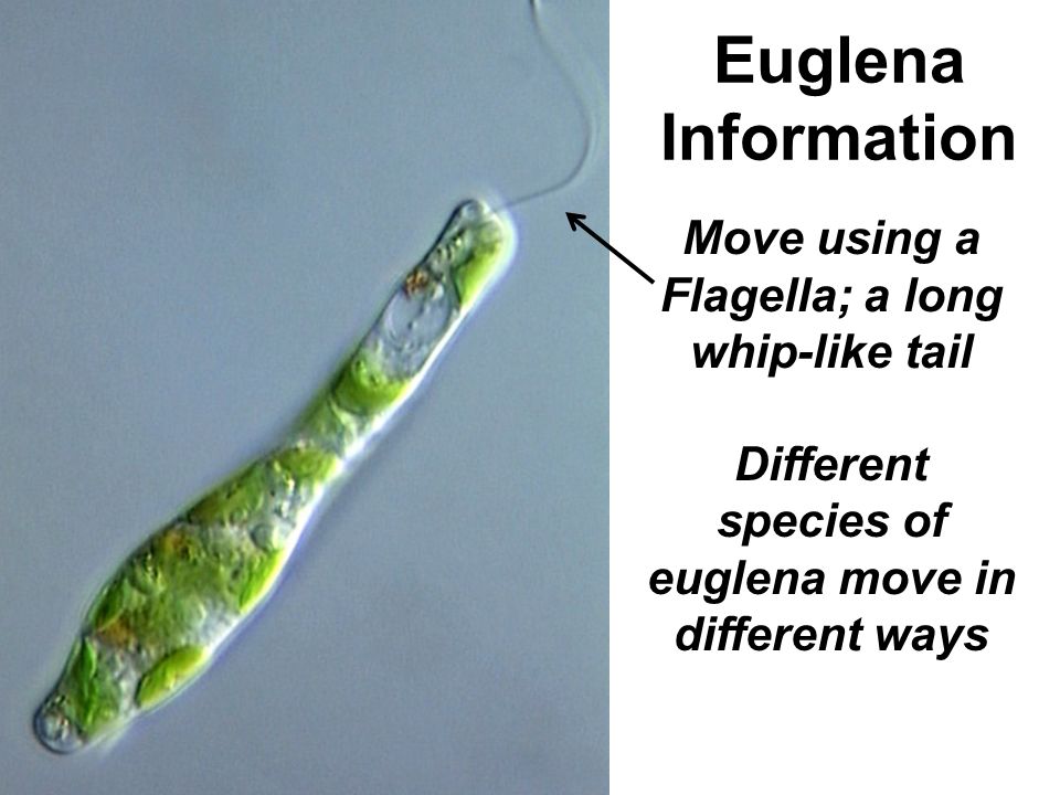Euglena Information Move using a Flagella; a long whip-like tail Different species of euglena move in different ways