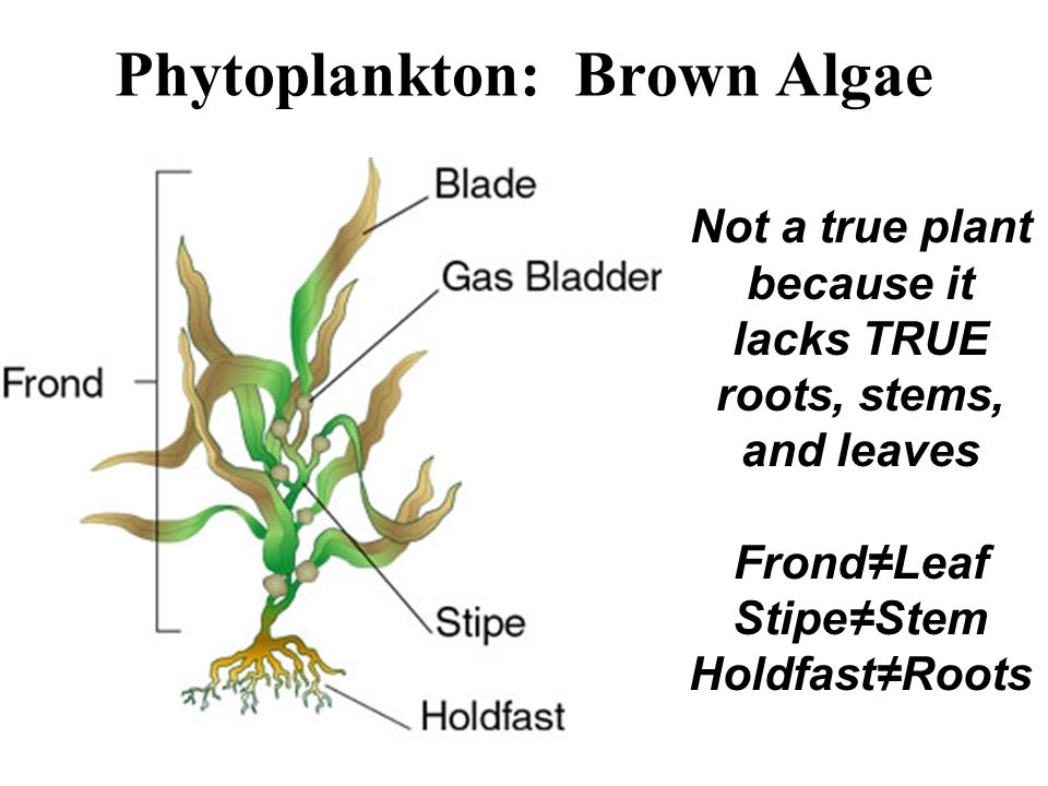 Phytoplankton: Brown Algae Not a true plant because it lacks TRUE roots, stems, and leaves Frond≠Leaf Stipe≠Stem Holdfast≠Roots