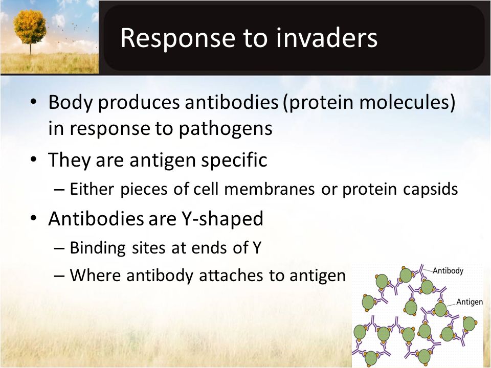 Response to invaders Body produces antibodies (protein molecules) in response to pathogens They are antigen specific – Either pieces of cell membranes or protein capsids Antibodies are Y-shaped – Binding sites at ends of Y – Where antibody attaches to antigen