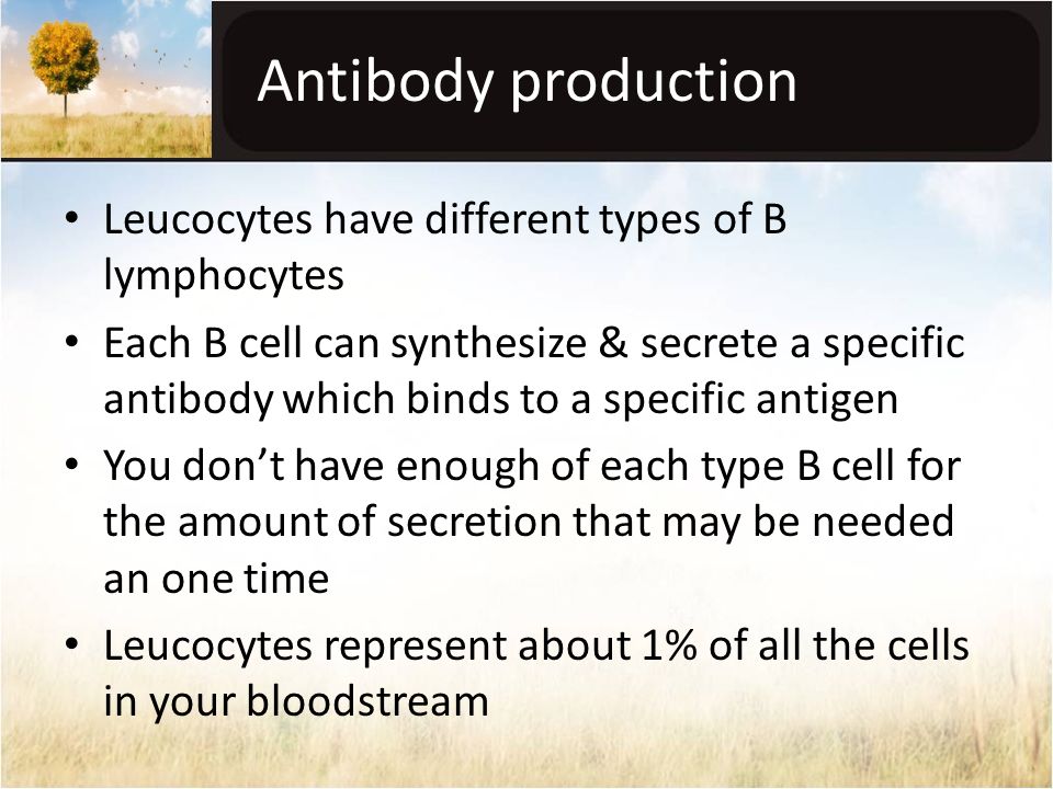 Antibody production Leucocytes have different types of B lymphocytes Each B cell can synthesize & secrete a specific antibody which binds to a specific antigen You don’t have enough of each type B cell for the amount of secretion that may be needed an one time Leucocytes represent about 1% of all the cells in your bloodstream