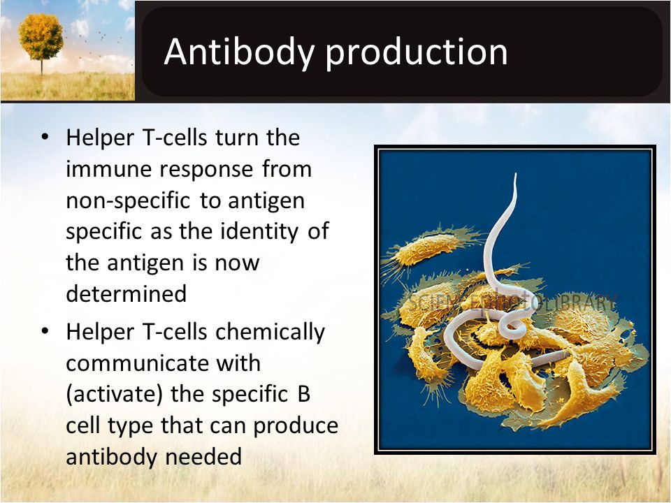 Antibody production Helper T-cells turn the immune response from non-specific to antigen specific as the identity of the antigen is now determined Helper T-cells chemically communicate with (activate) the specific B cell type that can produce antibody needed