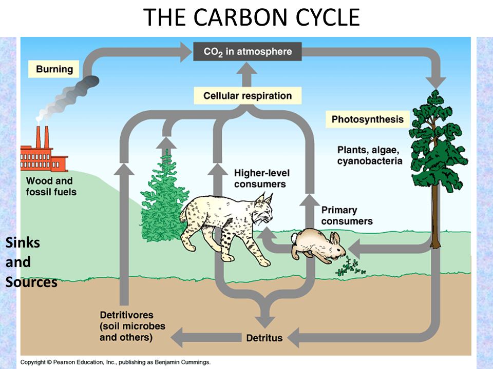 THE CARBON CYCLE Sinks and Sources