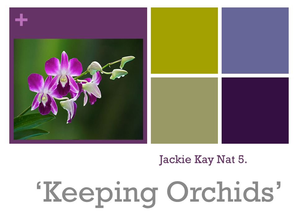 keeping orchids