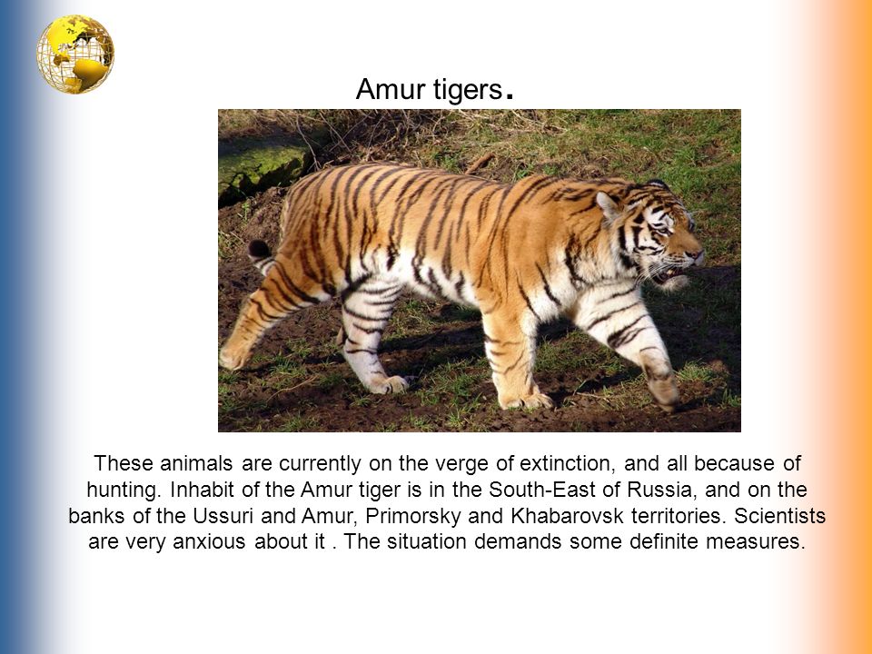 Опасные животные россии на английском. Исчезающие животные на английском. Вымирающие животные на английском языке. Вымирающие виды животных на английском языке. Амурский тигр на английском.