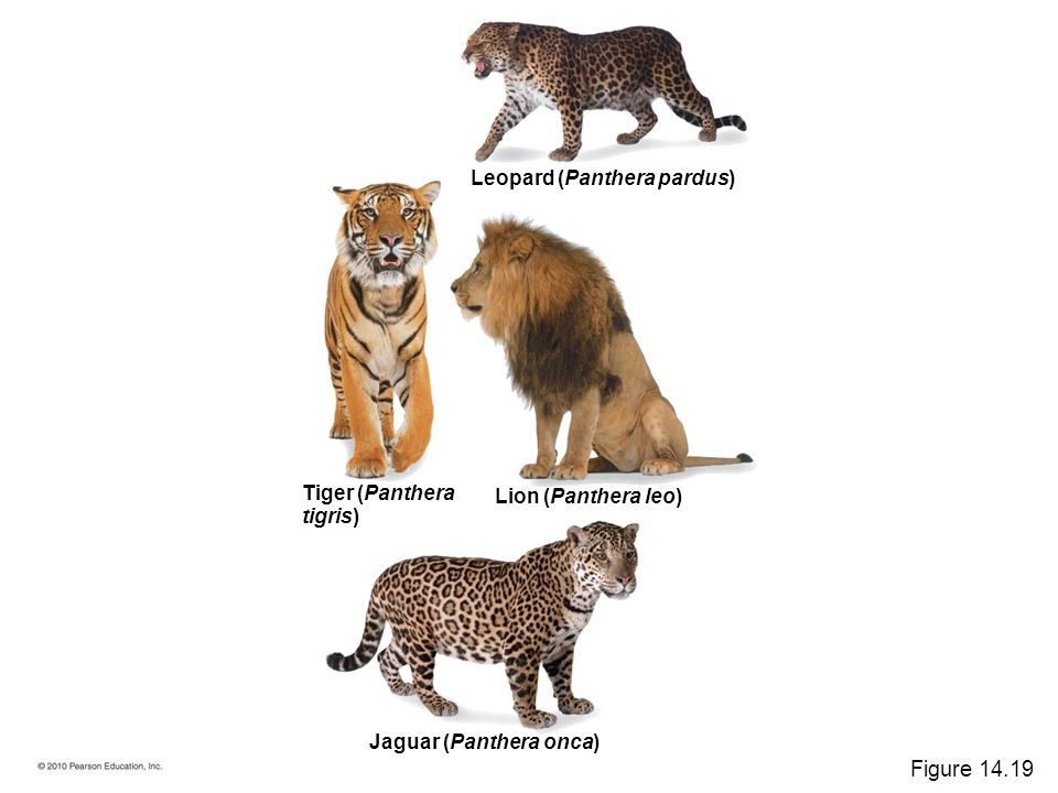 Jaguar (Panthera onca) Lion (Panthera leo) Tiger (Panthera tigris) Leopard (Panthera pardus) Figure 14.19