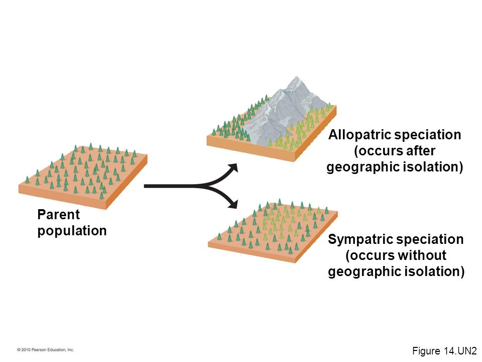 Sympatric speciation (occurs without geographic isolation) Allopatric speciation (occurs after geographic isolation) Parent population Figure 14.UN2