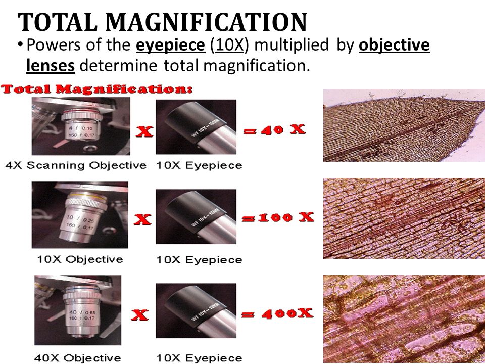 TOTAL MAGNIFICATION Powers of the eyepiece (10X) multiplied by objective lenses determine total magnification.