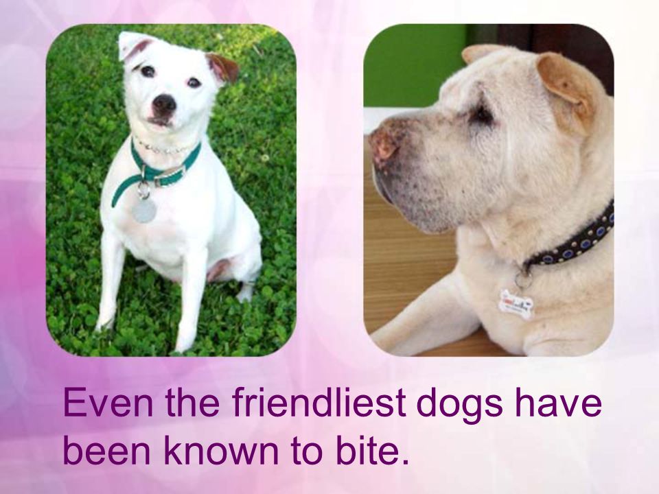 Even the friendliest dogs have been known to bite.