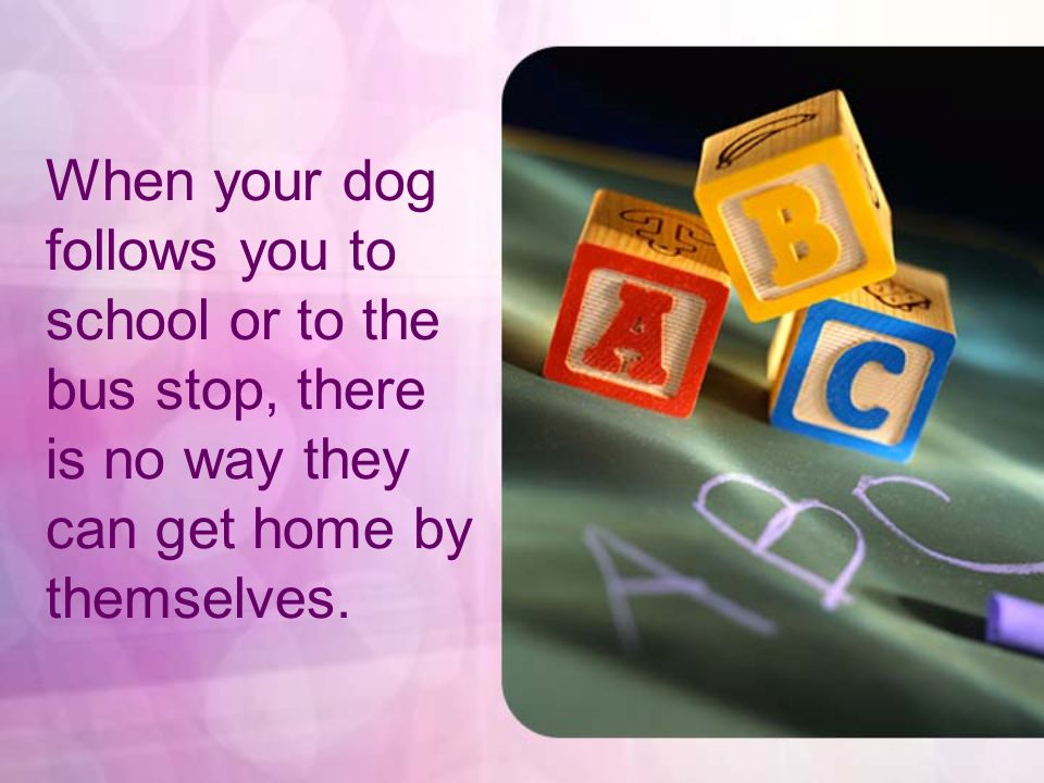 When your dog follows you to school or to the bus stop, there is no way they can get home by themselves.