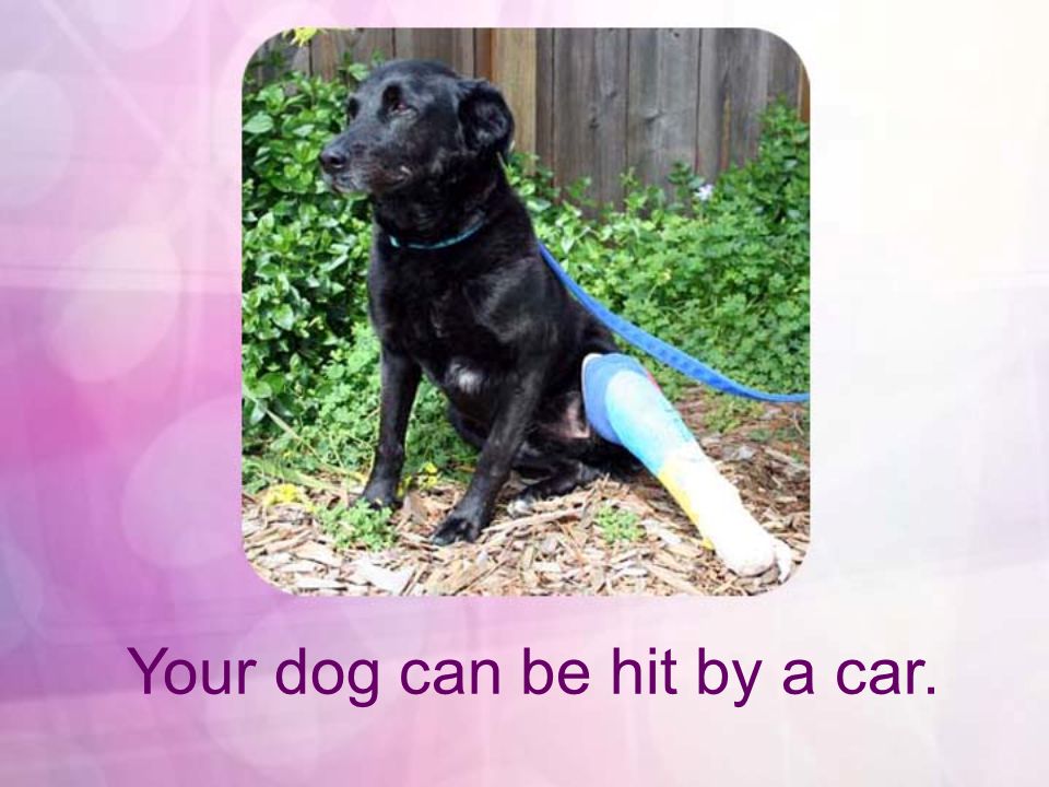 Your dog can be hit by a car.