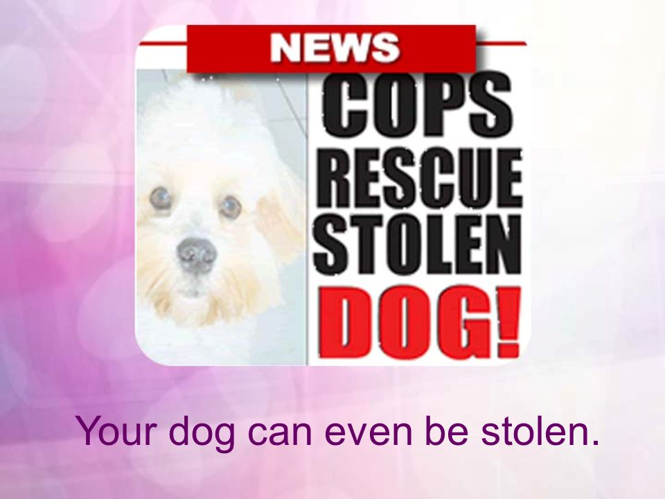 Your dog can even be stolen.