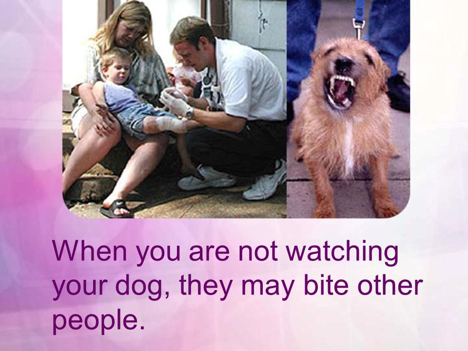 When you are not watching your dog, they may bite other people.