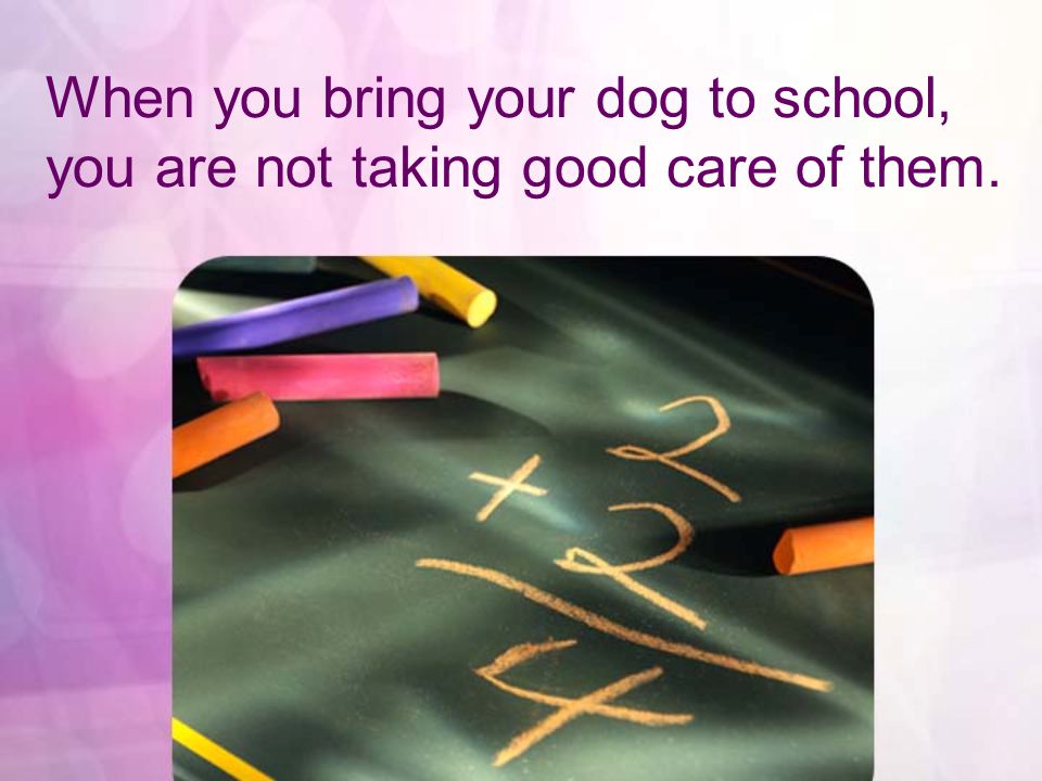 When you bring your dog to school, you are not taking good care of them.
