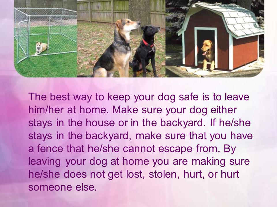 The best way to keep your dog safe is to leave him/her at home.