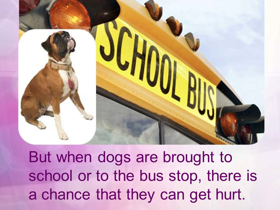 But when dogs are brought to school or to the bus stop, there is a chance that they can get hurt.