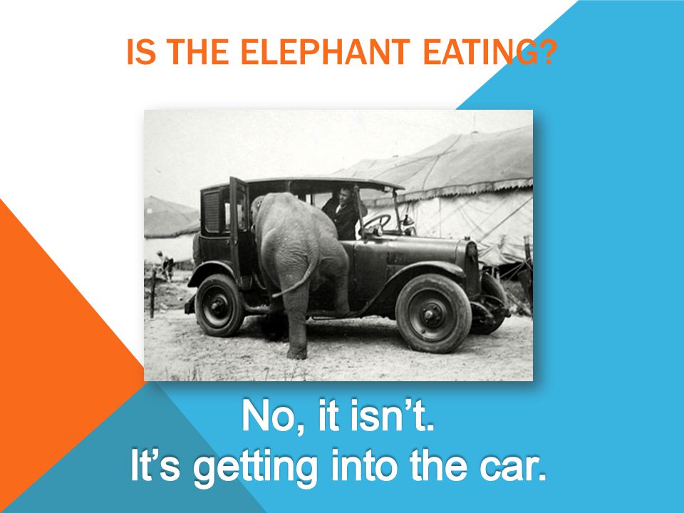 IS THE ELEPHANT EATING