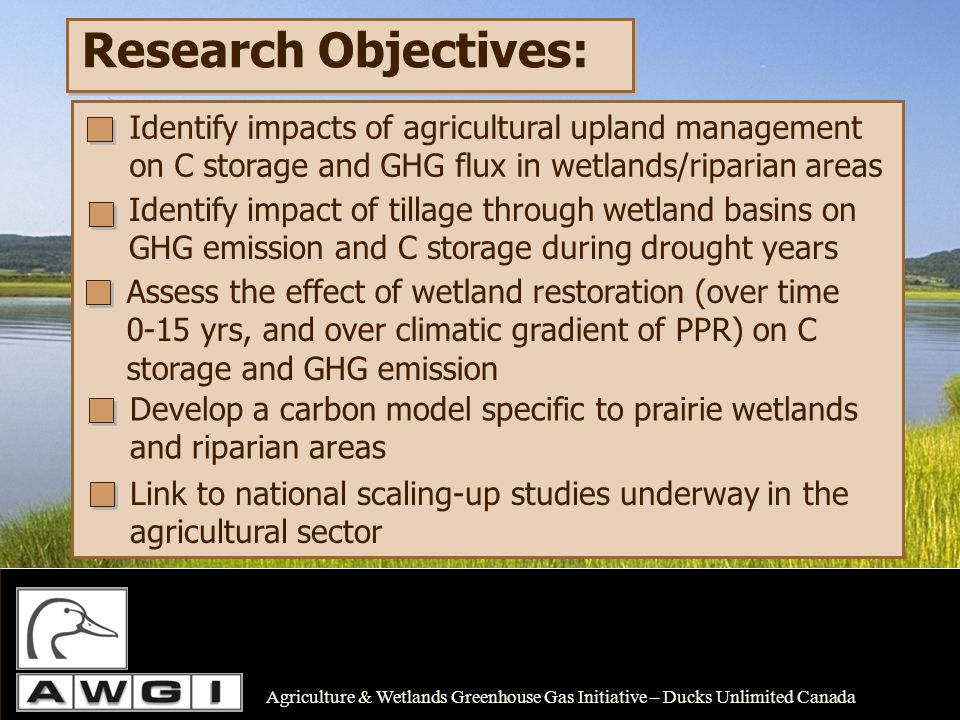 Research Objectives: Develop a carbon model specific to prairie wetlands and riparian areas Agriculture & Wetlands Greenhouse Gas Initiative – Ducks Unlimited Canada Identify impacts of agricultural upland management on C storage and GHG flux in wetlands/riparian areas Identify impact of tillage through wetland basins on GHG emission and C storage during drought years Assess the effect of wetland restoration (over time 0-15 yrs, and over climatic gradient of PPR) on C storage and GHG emission Link to national scaling-up studies underway in the agricultural sector