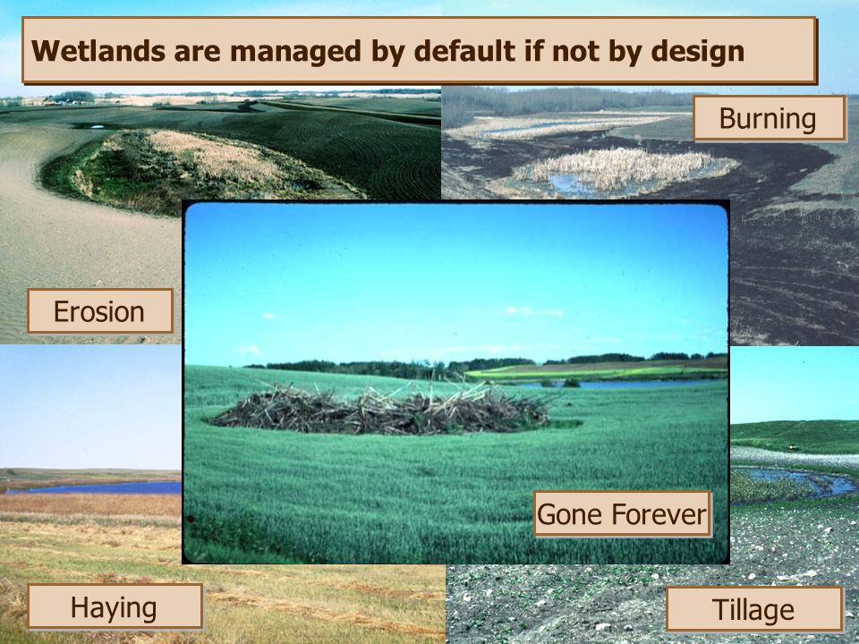 Wetlands are managed by default if not by design Erosion Haying Burning Tillage Gone Forever