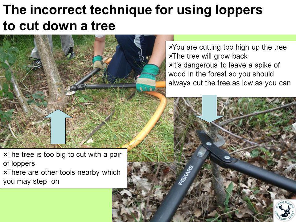 The incorrect technique for using loppers to cut down a tree You are cutting too high up the tree The tree will grow back Its dangerous to leave a spike of wood in the forest so you should always cut the tree as low as you can The tree is too big to cut with a pair of loppers There are other tools nearby which you may step on