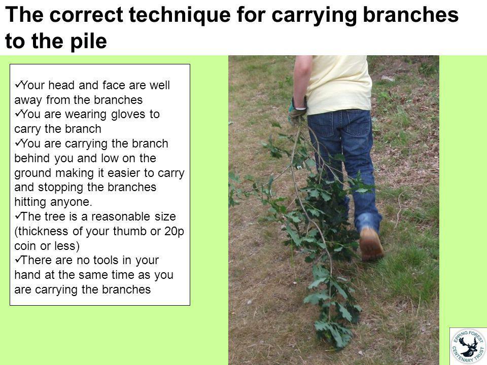 The correct technique for carrying branches to the pile Your head and face are well away from the branches You are wearing gloves to carry the branch You are carrying the branch behind you and low on the ground making it easier to carry and stopping the branches hitting anyone.