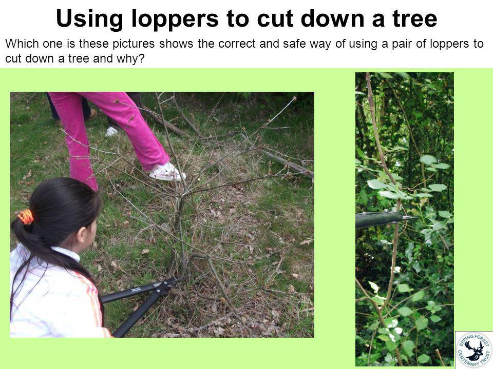 Using loppers to cut down a tree Which one is these pictures shows the correct and safe way of using a pair of loppers to cut down a tree and why