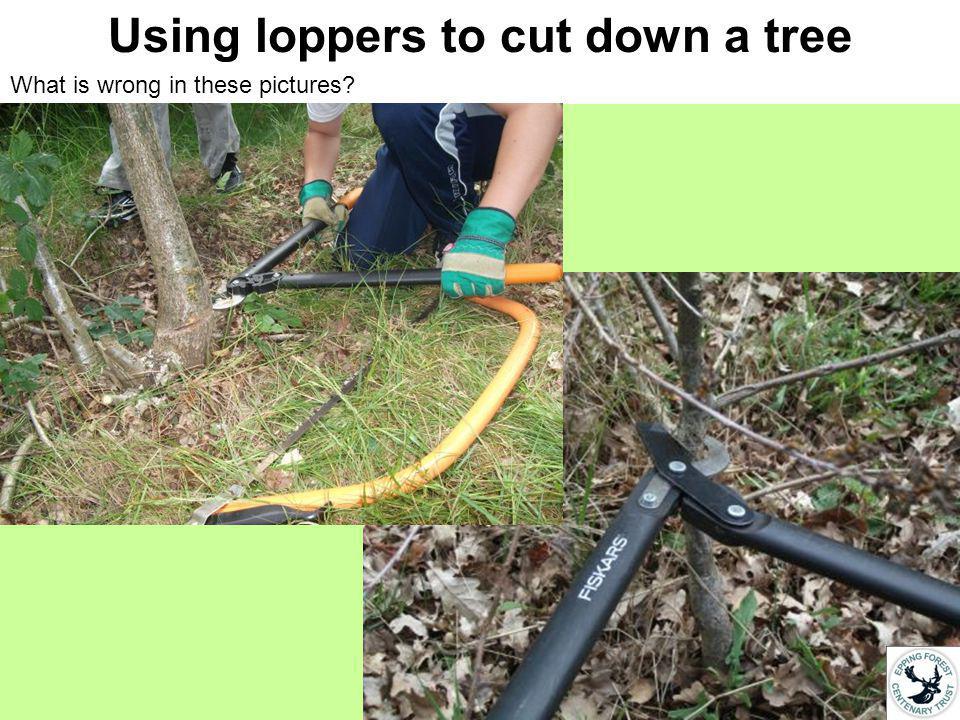 Using loppers to cut down a tree What is wrong in these pictures