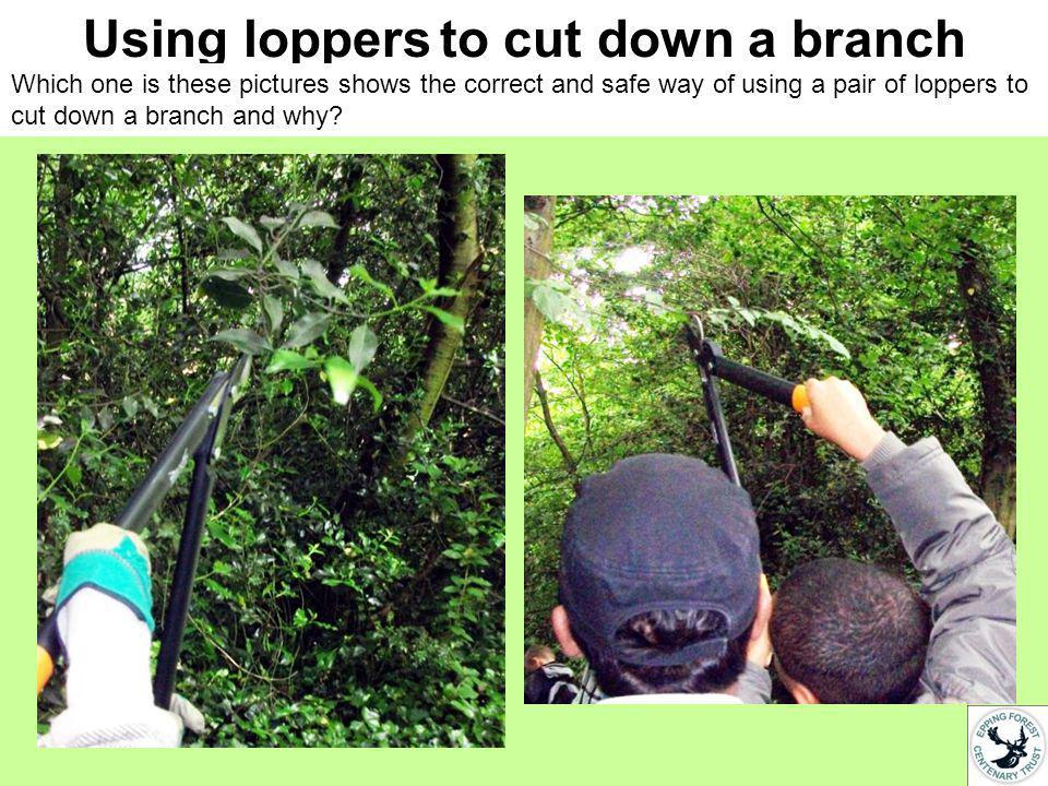 Using loppers to cut down a branch Which one is these pictures shows the correct and safe way of using a pair of loppers to cut down a branch and why