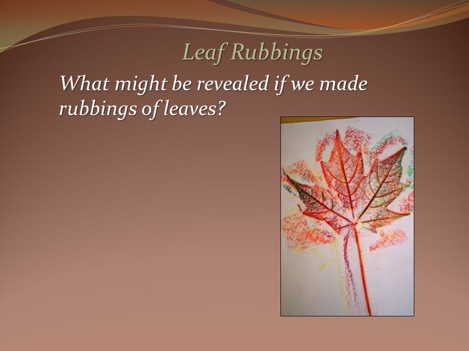 Leaf Rubbings What might be revealed if we made rubbings of leaves