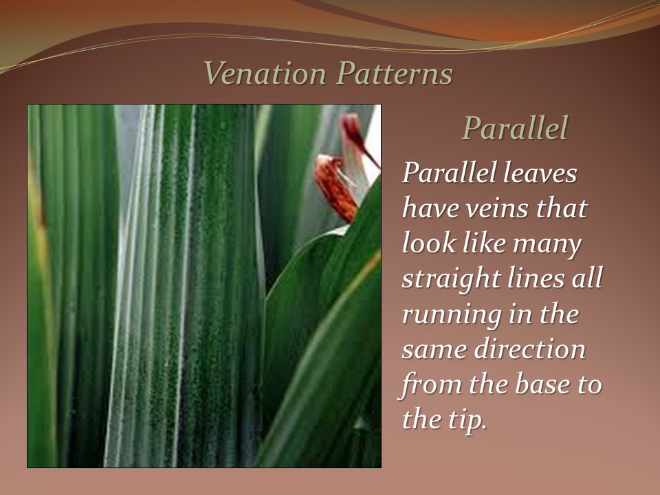 Parallel Parallel leaves have veins that look like many straight lines all running in the same direction from the base to the tip.